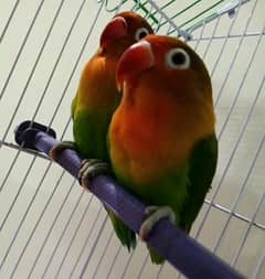 Green Fisher pair with Cage
