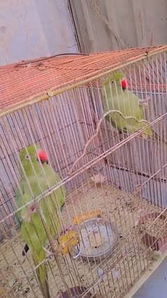 green Perot