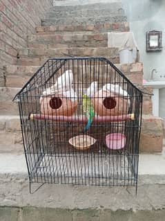 3 parrot