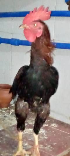 aseel