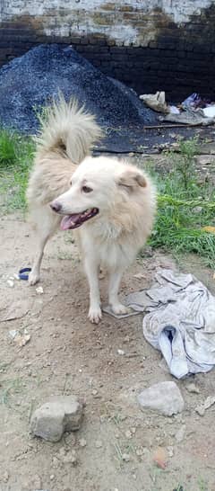 Russian Dog