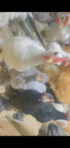 Bantam