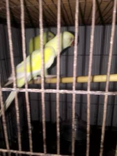 one yellow ringneck two cermino ringneck