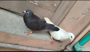 White kasad