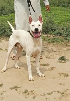Kohati gultair male age 12 month patha for sale