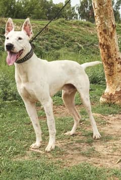 Kohati