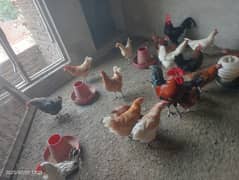 30 hens for sale