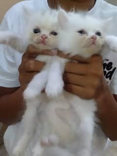 sale for parshain cat