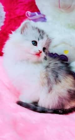 Persian kitten | triple long coated Kittens |  03407399480 WhatsApp