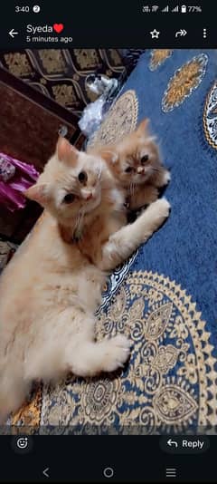 cat mother and baby male