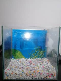 Fish Aquarium | Best choice