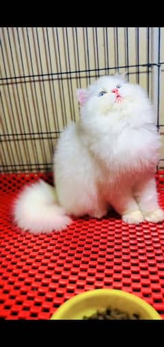 Persian kitten | triple long coated Kittens |  03407399480 WhatsApp