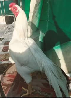 Indian parrot beak long tail full paper white