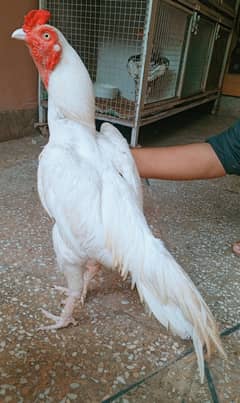 aseel murga Heera 03498200770
