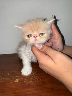 Pure persain kitten for sale