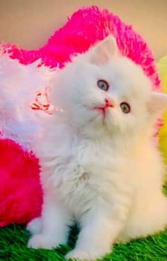 Persian