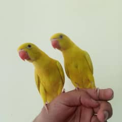 Yellow ringneck with out DNA tame & beautifull pair +923556034109 call