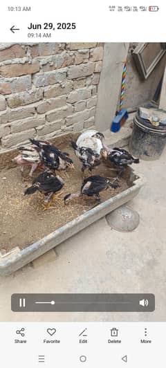 Aseel chicks for sale