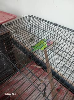 plum head parrot