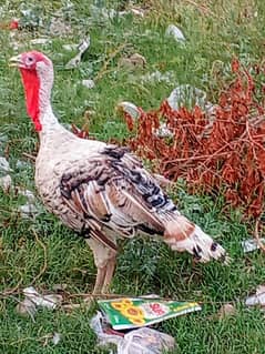 Turkey