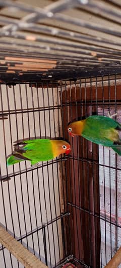 Lovebirds pair