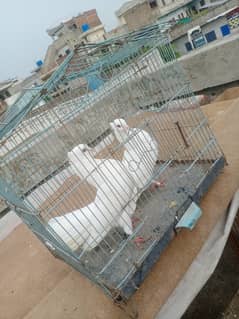 white lucky pigeons