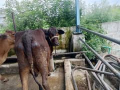cow/jursy/fresion