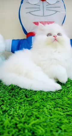 Persian kitten | triple long coated Kittens |  03407399480 WhatsApp