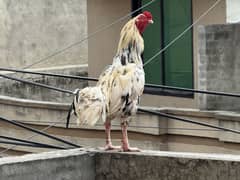 Aseel Pair and Chicks