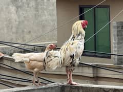 Aseel Pair with 7 chicks