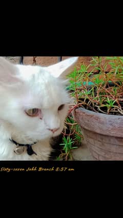 cateo