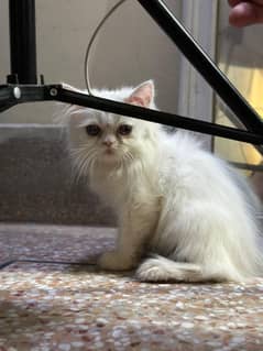 persian kitten male cuties available in faisalabad