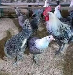 pure Egyptian Fayumi breed