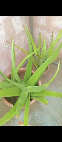 alvoera plant