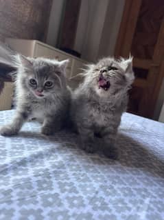 Kitten (2 Left)
