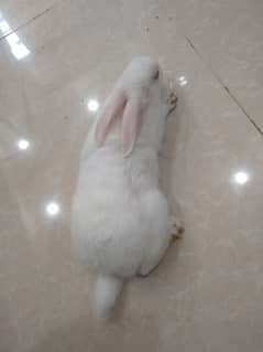 albino rabbit red eyes 