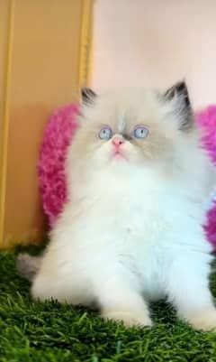 Persian