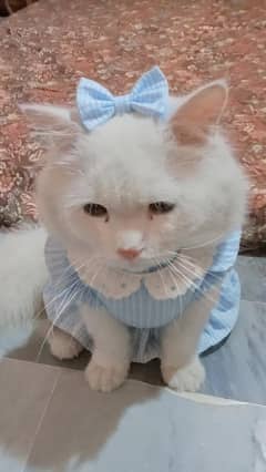 persian cat