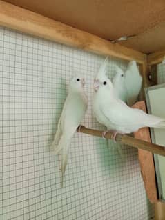 1 male and 2 female available