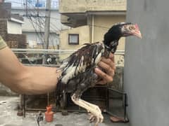 Aseel chicks 5-6 month