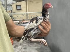 Aseel chicks 5-6 month