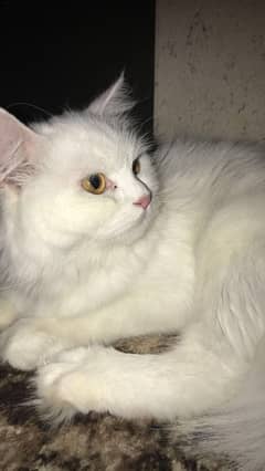 Persian white cat.