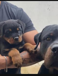 Rottweiler