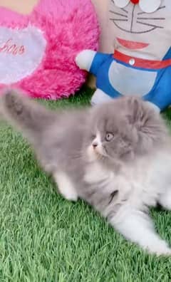 Persian