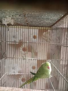 Ringneck