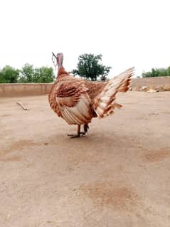 turkey baredar paire ried