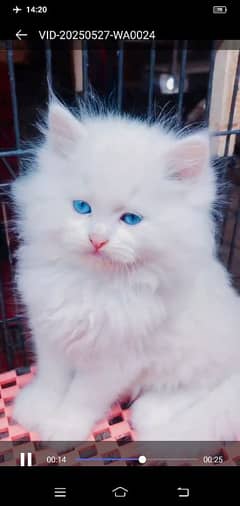 Persian kitten | triple long coated Kittens |  03407399480 WhatsApp