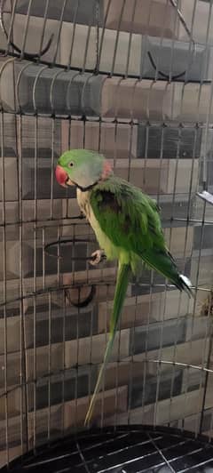male and female raw parrot male 4 year female 1year
