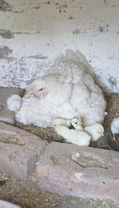 Mianwali paper white egg laying heera aseel murgi for sell