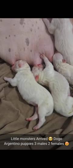 Dogo Argentino puppies available